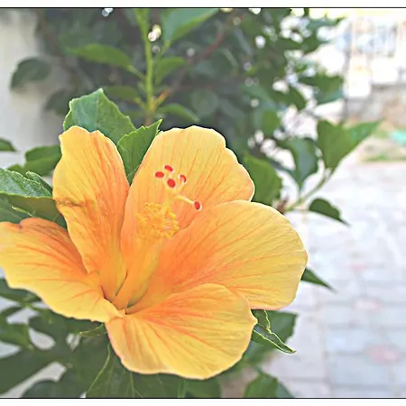 Σπίτι διακοπών Adastra Holiday Homes Bodrum - Royal Heights Bogazici